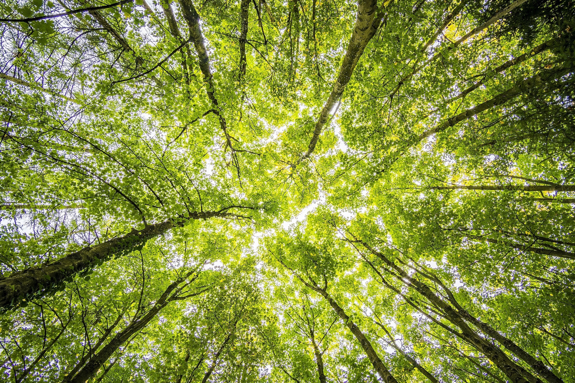 Waldmeister Keyvisular der Esther Genusswelt - Geschenkideen , Pralinen und Schokoladen